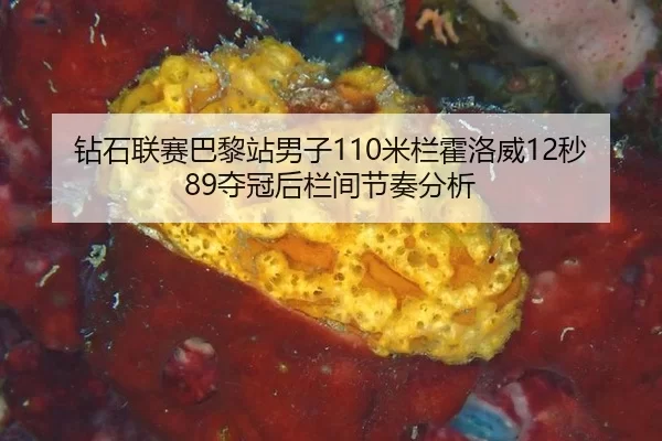 钻石联赛巴黎站男子110米栏霍洛威12秒89夺冠后栏间节奏分析